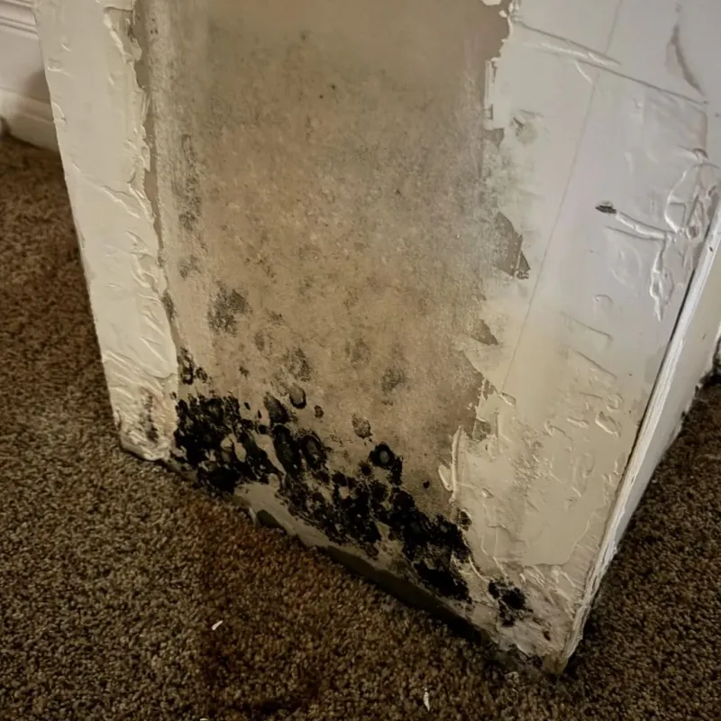 Professional Mold Removal in Harpersville, AL